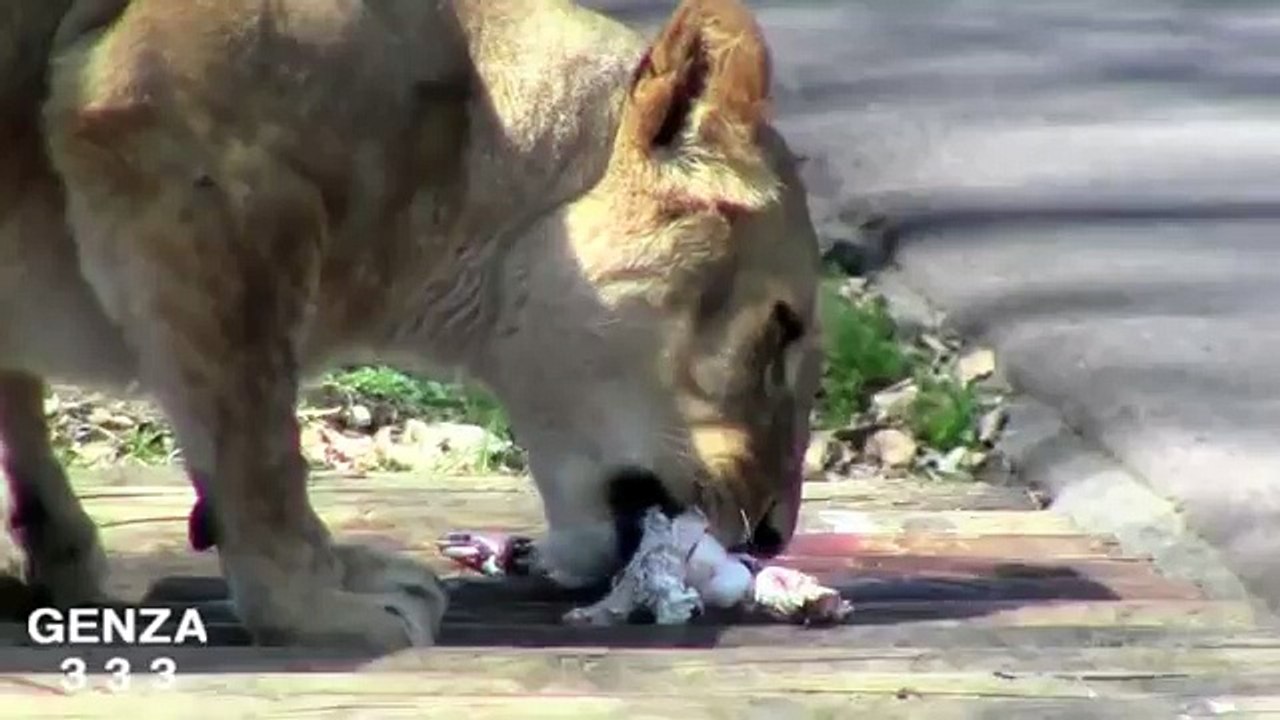 Amazing animal - Moment the lion eat the bone is daring.