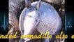 Florida Armadillo giving birth ☆ Mammals Birth Tv