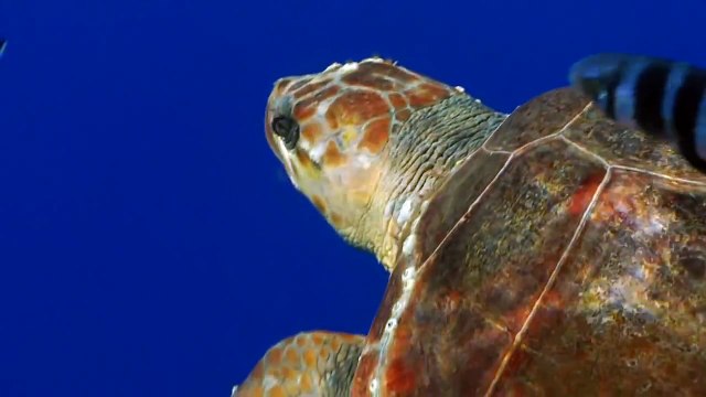 Подводный мир. Дельфины.HD