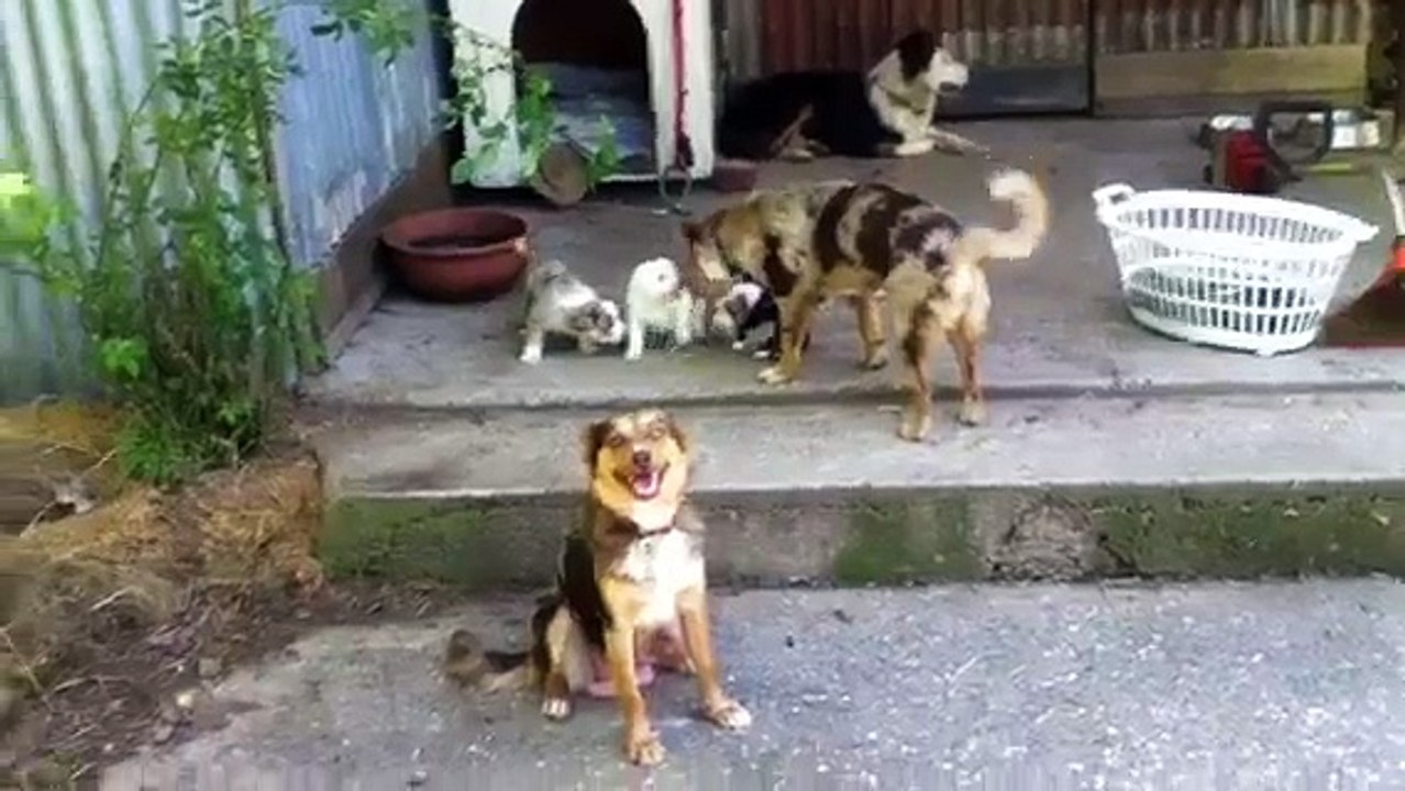 Koolie Pupies