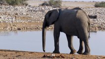 éléphhants au parc Etosha