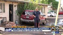 Cat dies in Phoenix apartment fire