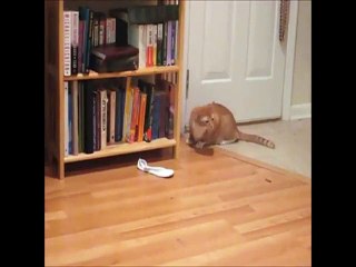 CATS ARE COMEDIANS