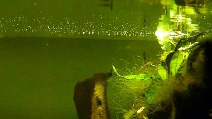 Rain drop aquarium filtration 720p