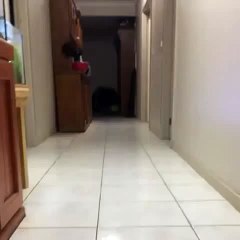 So Cute Jumping Baby Goat Funny Animals