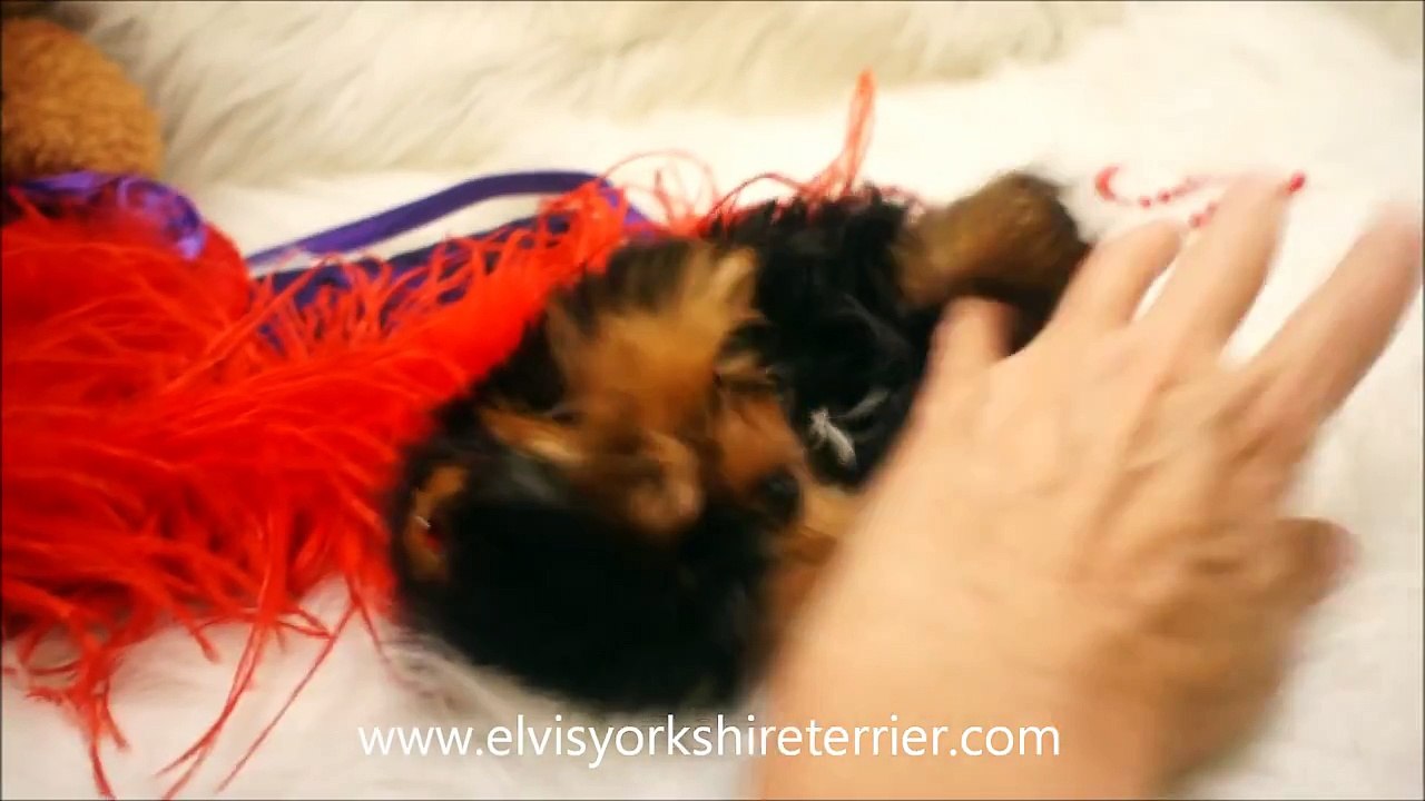 Micro Teacup Yorkshire Terrier (Yorkie) - Sugar Butt