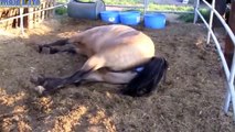 ❤ DONKEYS Giving Birth to Baby - Animals Give Birth Compilation