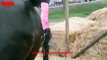 ♥ ANIMALS Giving Birth - HORSES Gives Birth to Baby so CUTE!