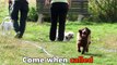 Toby - Sprocker Spaniel - 3 Week Residential Dog Training