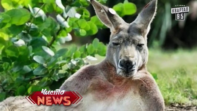 Специальный корреспондент Ян - Евровидение