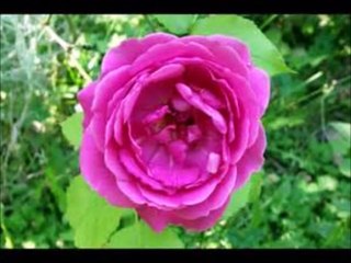 Jean Jacques Debout - Mon capitaine (1966)