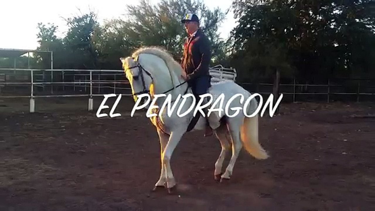 CABALLO EL PENDRAGON RANCHO EL TOPO