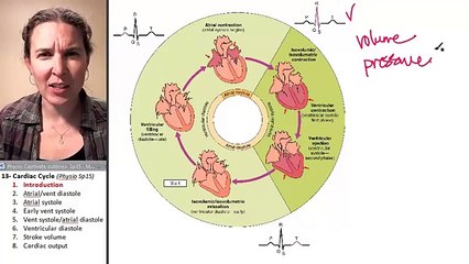 Cardiac cycle 1- Intro