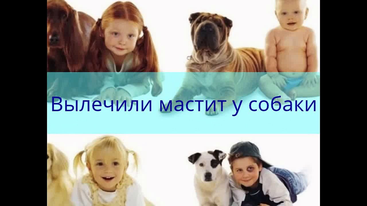 Вылечили мастит у собаки