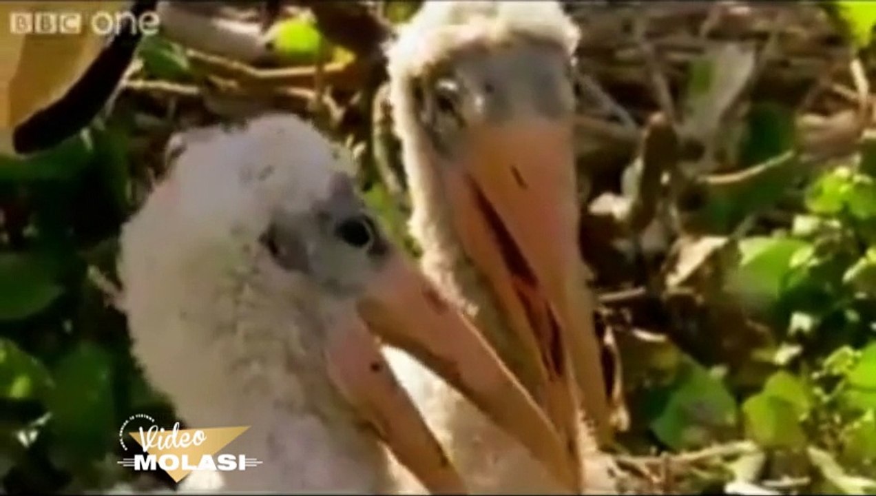 FUNNIEST ANIMALS EVER
