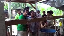 LiveLeak - Catch King Cobra with Bare Hand-copypasteads.com