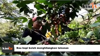 Perkara yang mesti diketahui sebelum minum kopi