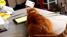 Funny Cats Videos Funny Animals Funny Cat Compilation Cute Pets Try Not To Laugh