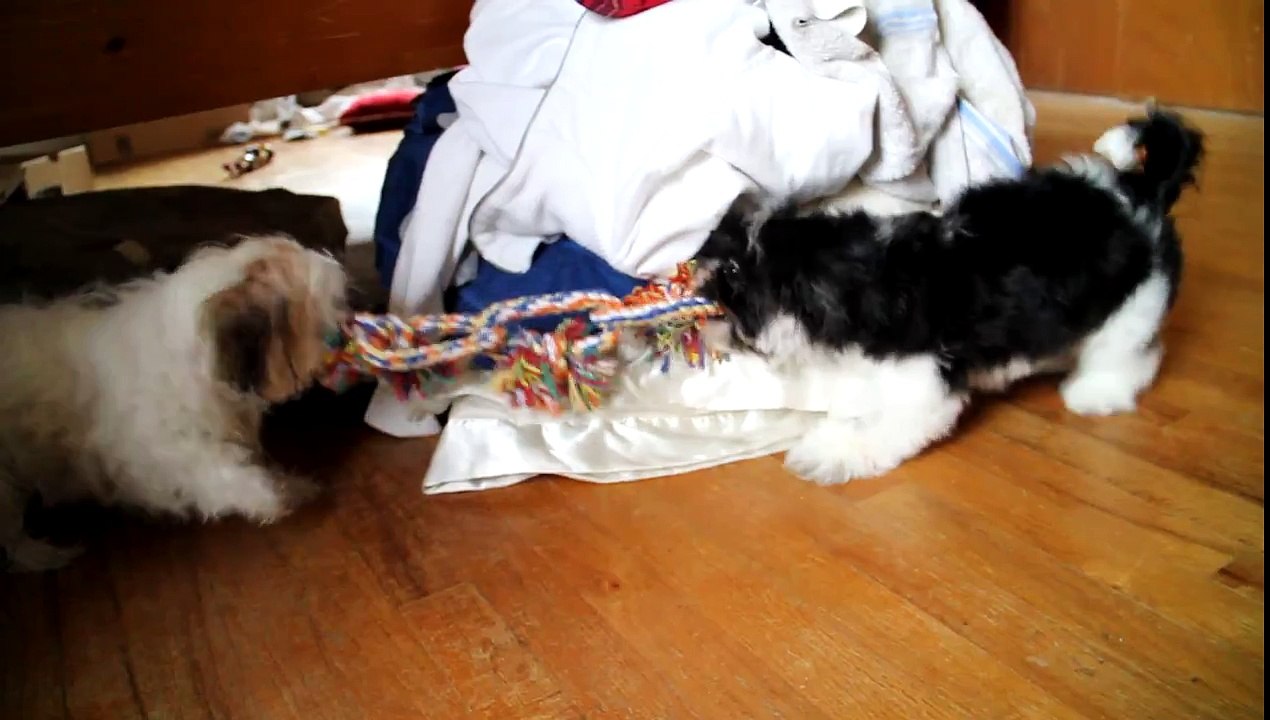 Shih-Tzu Tug Of War