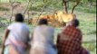 National Geographic Documentary 2015 Full HD NatGeo Wild: Maasai Men Stealing Lion's Food -