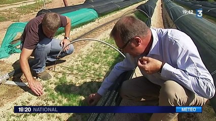 Les sapins menacés par la sécheresse