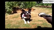 Funny Dogs 2015 Best Videos Funny Dog Compilation 2015 Top Funny Animals Videos