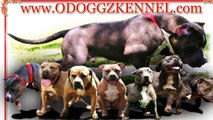 ODOGGZ KENNEL PRESENTS AWARD WINNING WORKING BLOODLINE DUNGEON STYLE TRAINING