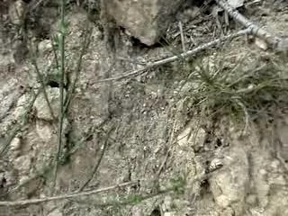 Camponotus Ligniperdus