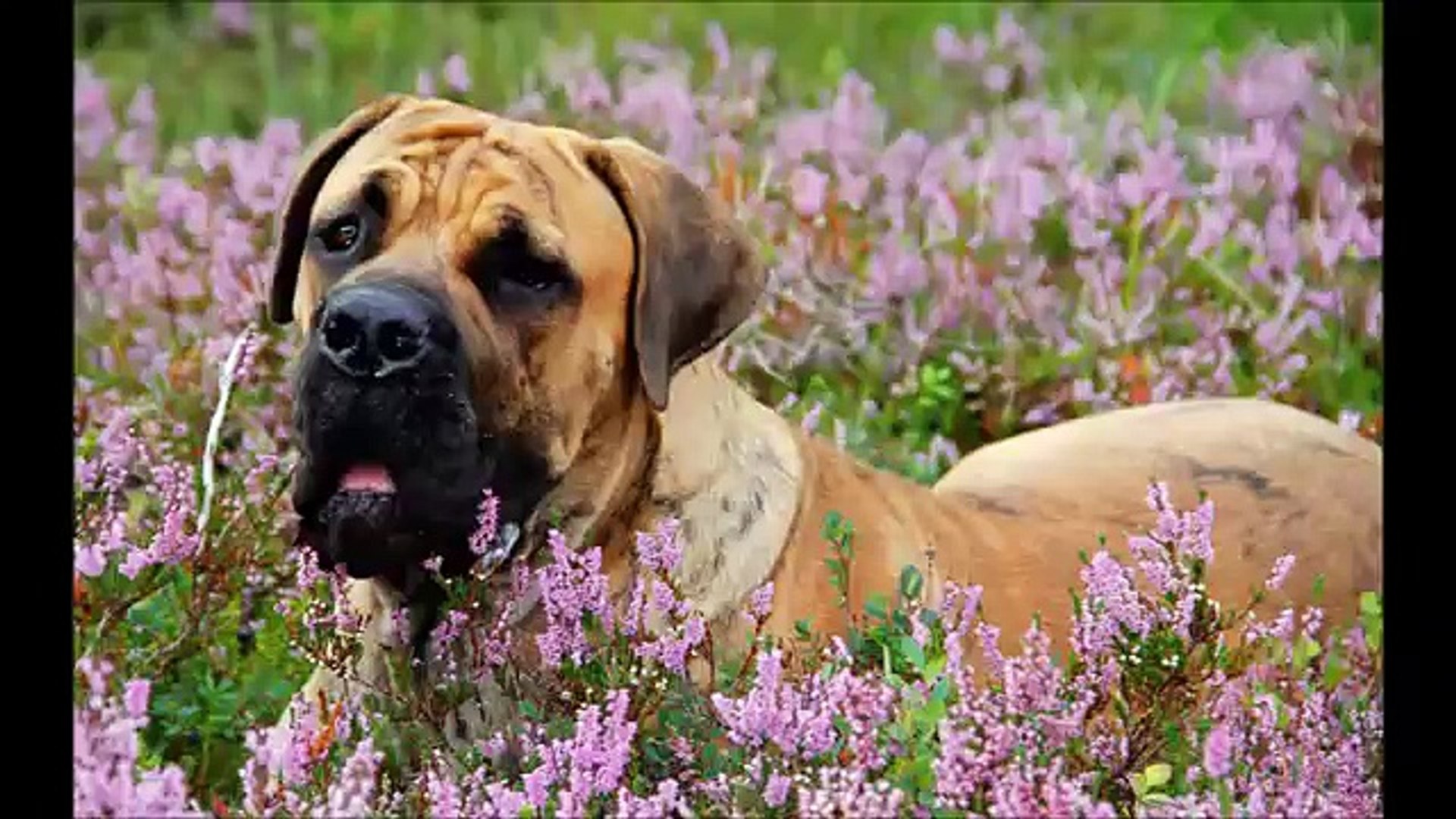 South African Boerboel, best dogbreed ever.