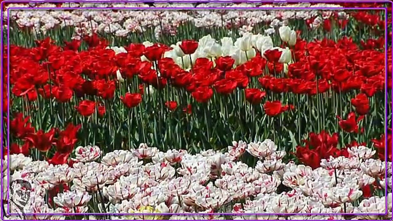 AHDIEH, عهديه ♥♥ Golhaye Rangarang 450, گلهاي رنگارنگ ♥ Lyrics