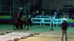 Campeonato caballos trote y galope Copa Bogotá