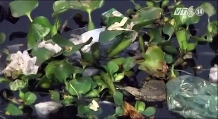 Lục bình tràn ngập kênh rạch ở tp hcm