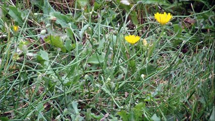 How to make cancer killing dandelion root tea
