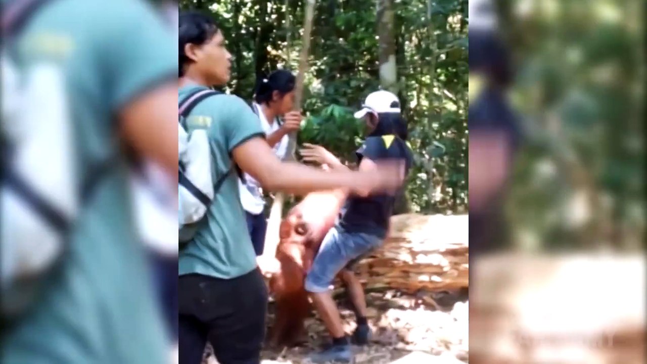 When Animals Attack Compilation Part 2 by FailArmy