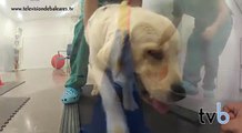 Rehabilitación veterinaria animal (canina y felina).Son Rossinyol. Tvb (Veterinario Palma)