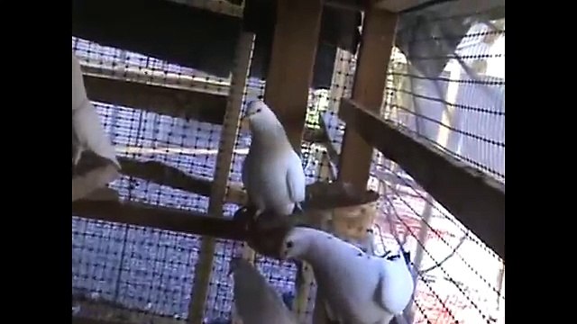 pakistani pigeons