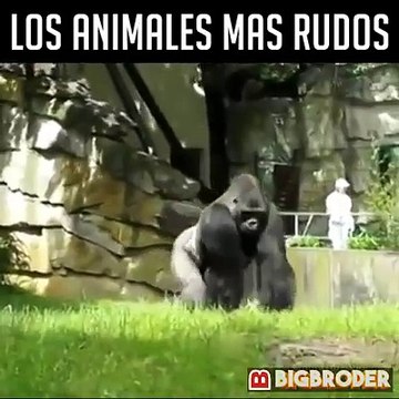 LOS ANIMALES MAS RUDOS