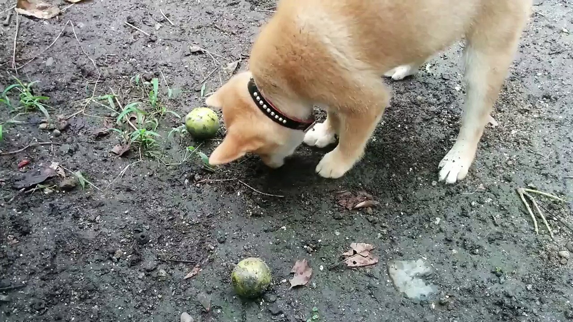 柴犬タロウ　穴掘り