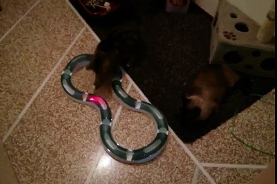 Catit Design Senses Super Roller Circuit