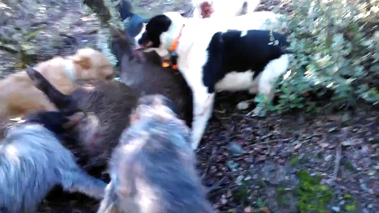 osos de carelia caza jabali