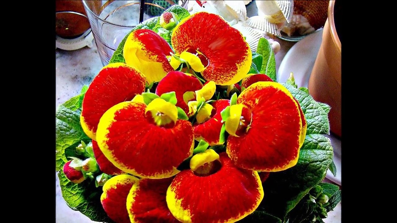 MILIONÁRIO E JOSE RICO== EU MENTI