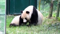 Panda cub Fu Bao, 11 months old