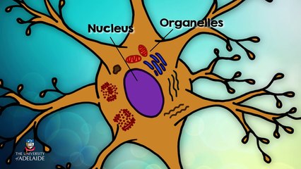 Essential Human Biology: Nervous Tissue - Anatomy of Neuron