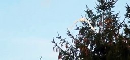 The Mystical Snowy Owls - A bird made popular by Harry Potter's faithful companion Hedwig [Full Epis