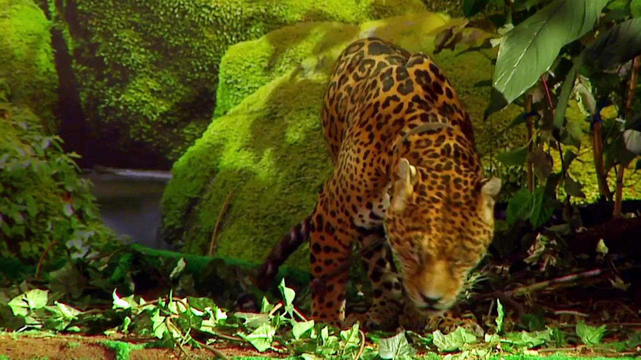 Pasarela PV'13 | Andrea Calzado Vestir Dama