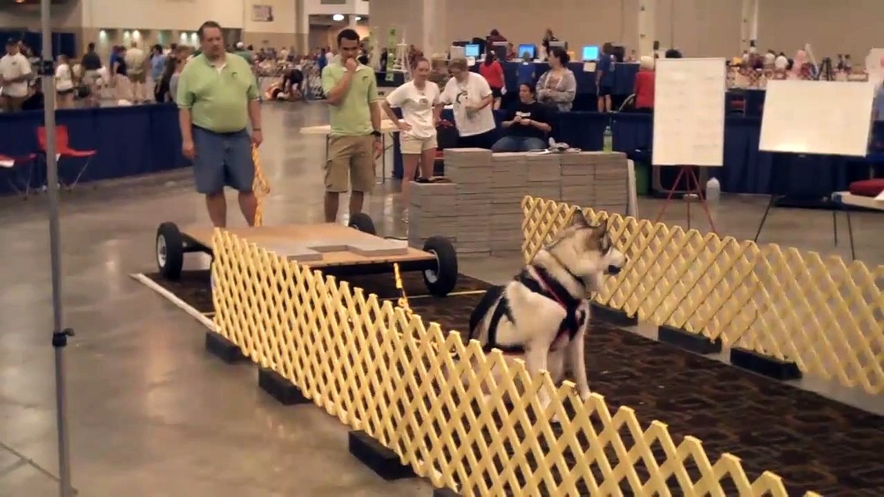 Malamute Has Own Ideas in Weight Pulling Event at Reliant Dog Show