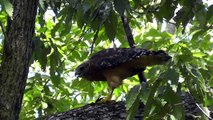 Red-shouldered Hawk Eating a Baby Turtle