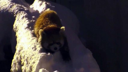 Beautiful Red Pandas - 720p