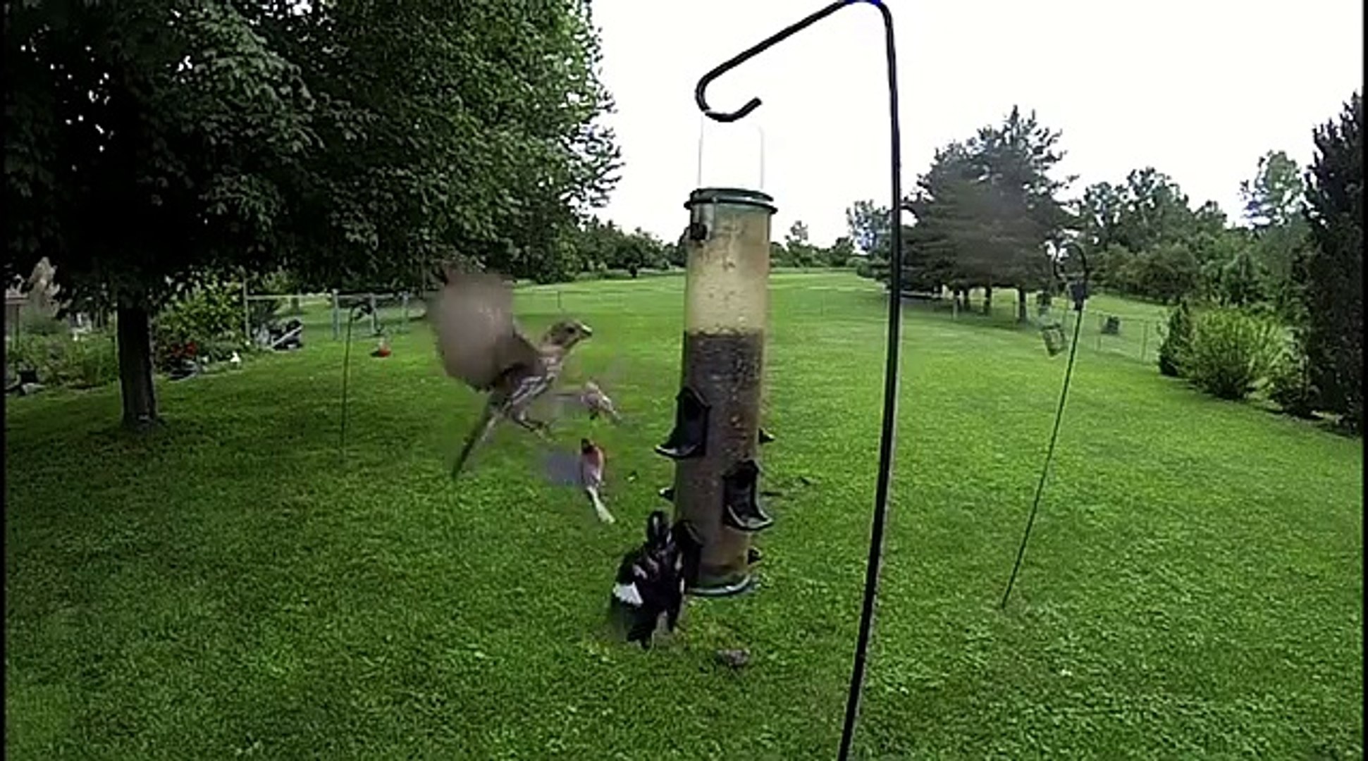 Gopro Hero 3 Black 240 Frames Per Second Bird Feeder Test Sd