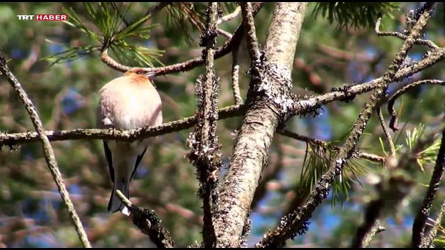 Nefes Alan Topraklar / Denizli